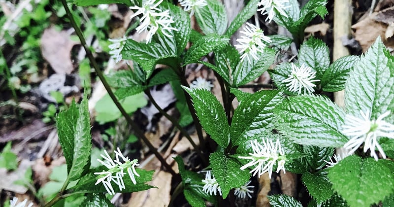 Cuisiner avec des plantes sauvages comestibles : 15 recettes simples et gourmandes